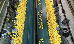 Yeni Yıl Öncesi Narenciye Talebi Arttı, Üretici Fiyatlardan Şikayetçi