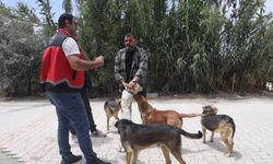 Adana'da Binlerce Kedi ve Köpek Kimliklendirildi