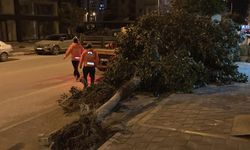 Erdemli’de Şiddetli Rüzgar Ağaçları Devirdi