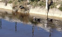 Göksu Nehri’nde Endişe Veren Görüntü: Su Siyah Akıyor