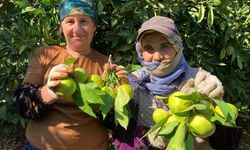 Narenciyenin Başkenti Mersin: Üretimin Kalbi, İhracatın Lokomotifi