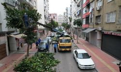 Akdeniz Belediyesi’nden Ağaçlara Kış Bakımı ve Budama Seferberliği
