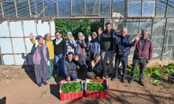 Mersin Büyükşehir’in Hıyar Fidesi Desteği Aydıncık’ta Üreticinin Yüzünü Güldürdü