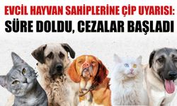 Evcil Hayvan Sahiplerine Çip Uyarısı: Süre Doldu, Cezalar Başladı