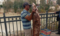 Kendi Boyunda Yayın Balığını Çıplak Elle Yakaladı