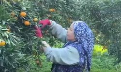 Mandalina Bahçede 15-20, Manavlarda 100 Lira