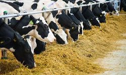 Yemlerin Piyasaya Arzı ve Kullanımı Hakkında Yönetmelikte Düzenlemeye Gidildi