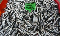 Karadeniz'deki Av Baskısı Hamsi Popülasyonunu Göçe Zorladı