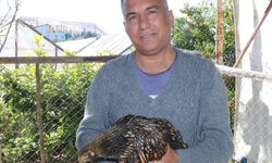 Kümese giren 6 köpek, 30 cins tavuğu öldürdü