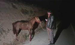 Milyonluk Yarış Tayları Çiftlikten Kaçtı; 8'i Öldü, Bazıları Kayıp