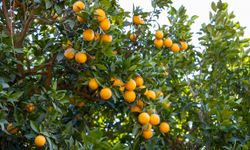 Mersin Kan Portakalı Coğrafi İşaret Aldı, Sırada Avrupa Tescili Var