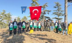 50 Ton Sedir Tohumu Toprakla Buluştu