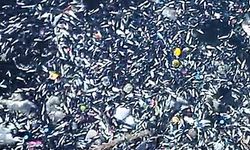 Seyhan Nehri'nde balık ölümleri