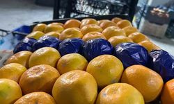 Üreticiler isyan etti: Tarlada 2 lira, markette 50 lira!