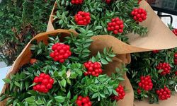 Mersin’de Kokina Çiçeğine Büyük Rağbet!