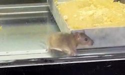 Börek Tezgahında Mide Bulandıran Görüntü: Zabıta Gece Yarısı Mühürledi