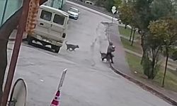 Adana'da Kurt Köpekleri Kadına Saldırdı