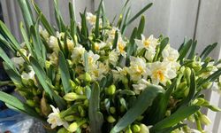 Soğuk Günlere İnce Bir Bahar Dokunuşu: Nergisler Tezgahlarda