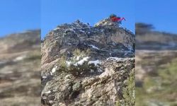 Feke’de dağda mahsur kalan 18 keçi kurtarılmayı bekliyor