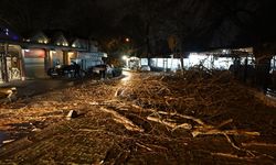 Otomobilin üzerine ağaç devrildi