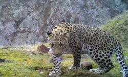 Nesli Tükendi Denmişti: Anadolu Parsına Zarar Vermenin Cezası 45 Milyon TL