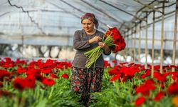 Türkiye’nin Çiçek İhracatının Yüzde 38’i Antalya’dan
