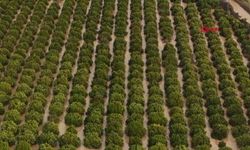 Yağmur ve hortum, sebze-meyveyi vurdu