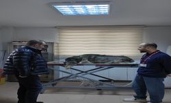 Otomobille Yolda Yatan Köpeğin Üzerinden Geçip Kaçtı