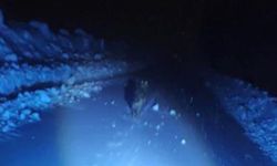 Kurdu Görüntülerken Yem Oluyorlardı