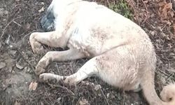 Kendisine Doğru Koşan Köpeği Tüfekle Vurdu