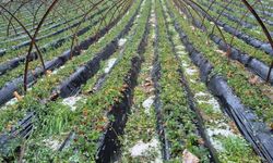 Mersin’in Batı İlçelerinde Dolu Felaketi: Çiftçiler Büyük Zarar Gördü