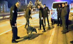 Polislerin Bulduğu Yaralı Kurt, Tedavi Altına Alındı