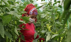 Mersin Tarım, Orman ve Balıkçılıkta Türkiye 5'ncisi