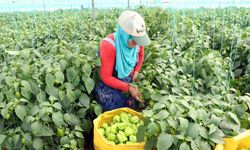Mersin Hali’nde Sebze Fiyatları Günlük Değişiyor