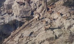 Mersin’de Yaban Keçileri 24 Saat Gözetim Altında