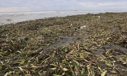 Şiddetli Yağış ve Fırtına Su Sümbüllerini Sahile Taşıdı