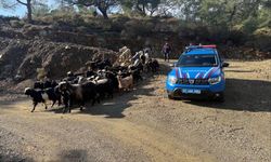 55 Küçükbaş Hayvan Jandarma Tarafından Bulundu