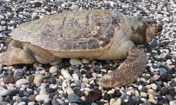 Telef Olan Caretta Caretta Halk Plajına Vurdu