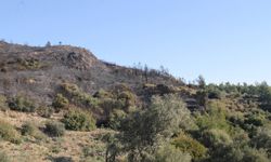 Antalya'daki Yangında 2 Hektar Kızılçam Ormanı Zarar Gördü