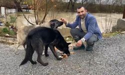 Sağanak Yağmurda Mahsur Kalan Köpekler İş Makinesiyle Kurtarıldı
