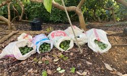 500 Bin Liralık Avokado Çalan 3 Şüpheli Yakalandı