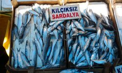 Sardalya Bolluğu Balıkçıların Yüzünü Güldürüyor