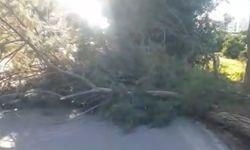 Şiddetli rüzgarda kırılan ağaç yola devrildi