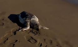 Silifke Kapızlı Kıyısında Ölü Caretta Caretta Bulundu