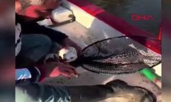 Gagasına İğne Batan Martıyı Balıkçı Kurtardı