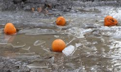 Soğuk Hava Tarımı Vurdu: Don Zararı Narenciye Fiyatlarına Yansıyacak