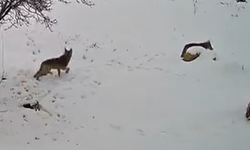 Bozyazı’da Kurt Paniği: Aç Kalan 3 Kurt Yerleşim Alanına İndi