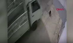 Aracıyla Kediyi Ezip Ağır Yaralayan Kişiye 1 Ay Hayvan Barınağında Çalışma Cezası