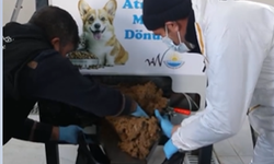 Van’da Örnek Proje: Yemek Artıkları Can Dostlara Mama Oluyor