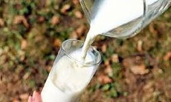 TÜİK: Et, Yumurta, Süt Ürünlerinin Üretim Miktarları Azaldı